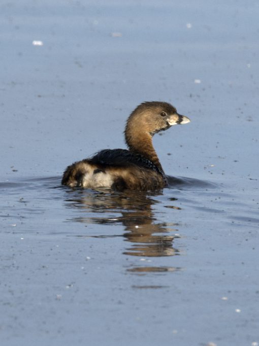 Pied-billed Grebe swimming away while looking back on a blue pond