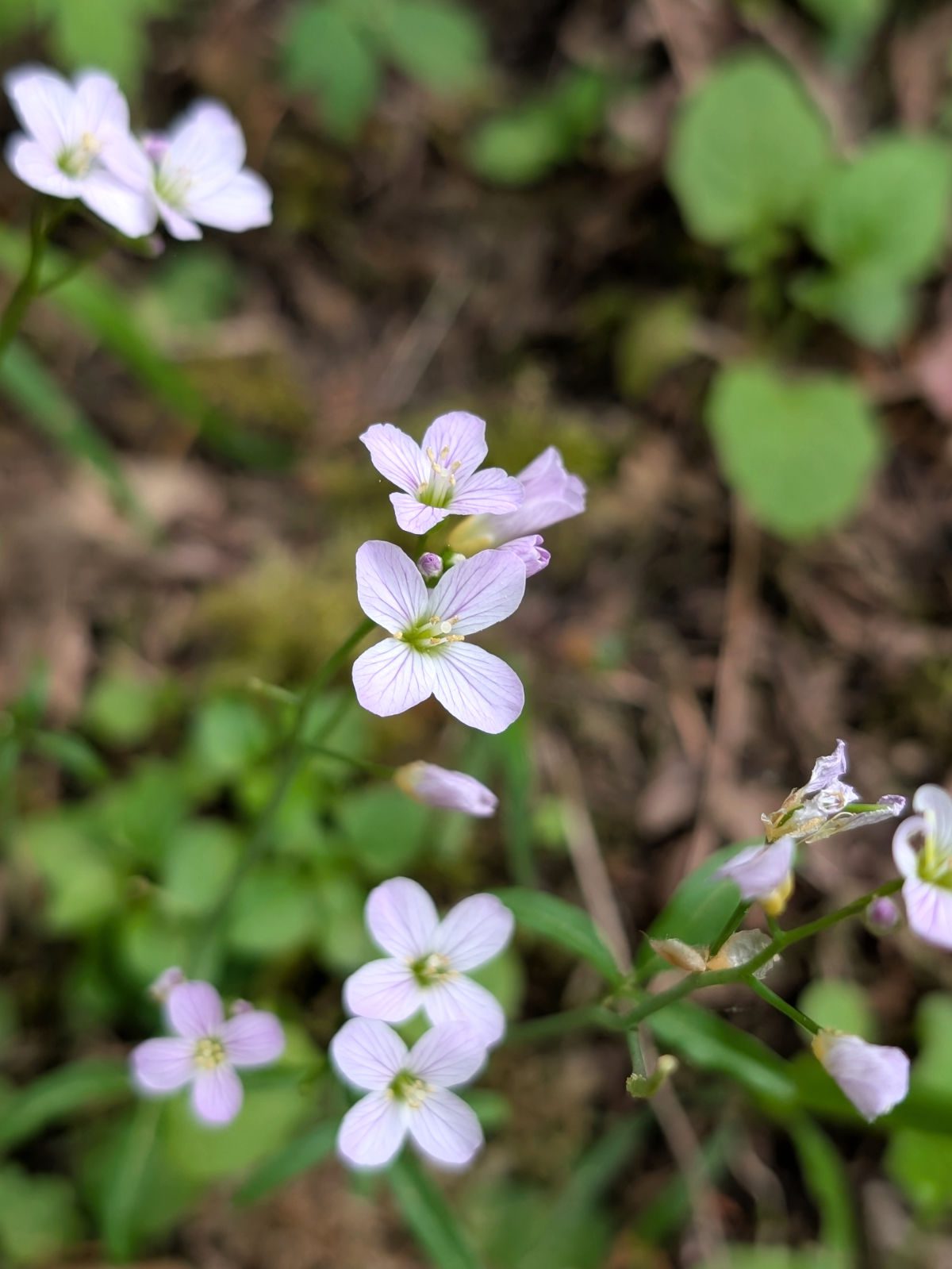 A spattering of Candy Flowers, pale white with pink stripes on the forest floor.