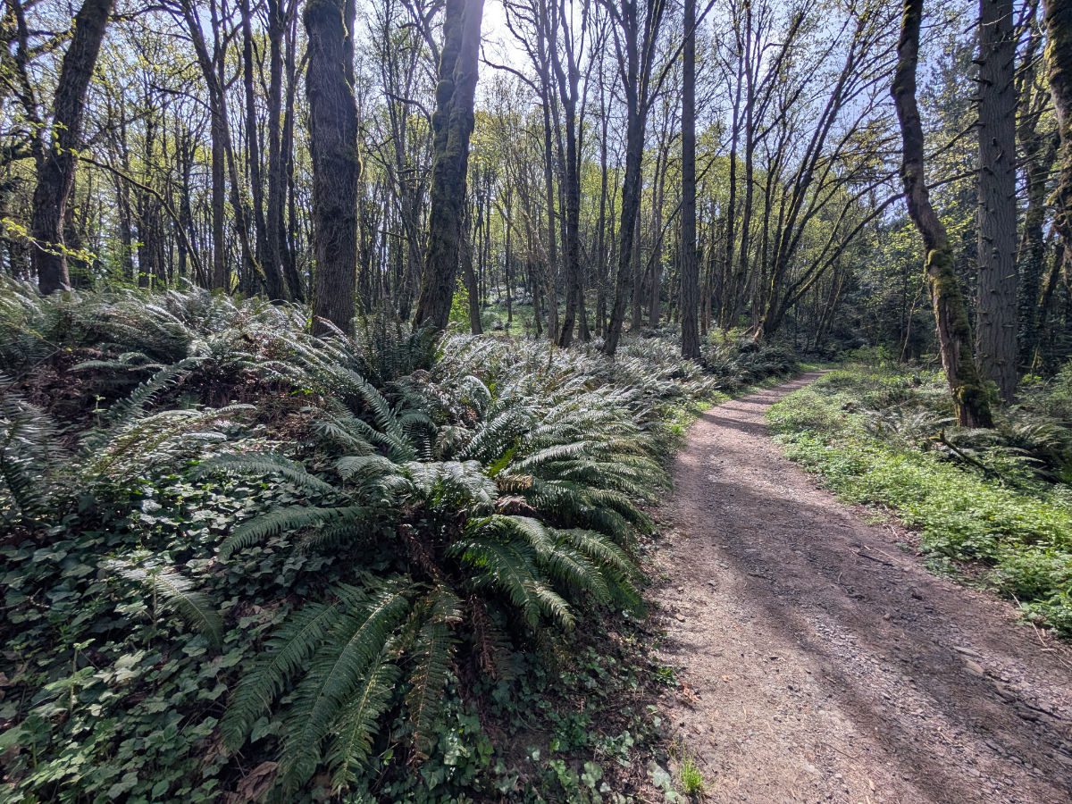 Wide dirt trail passes a a forest of deciduous trees with tiny new leaves and sun-kissed sword ferns in Forest Park, Portland, Oregon