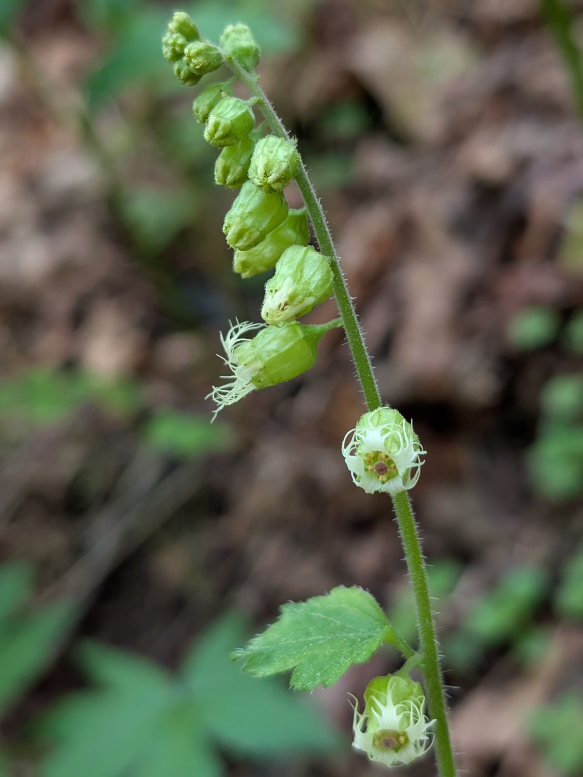 A stalk of Fringe Cup flowers, tubular and cream colored.