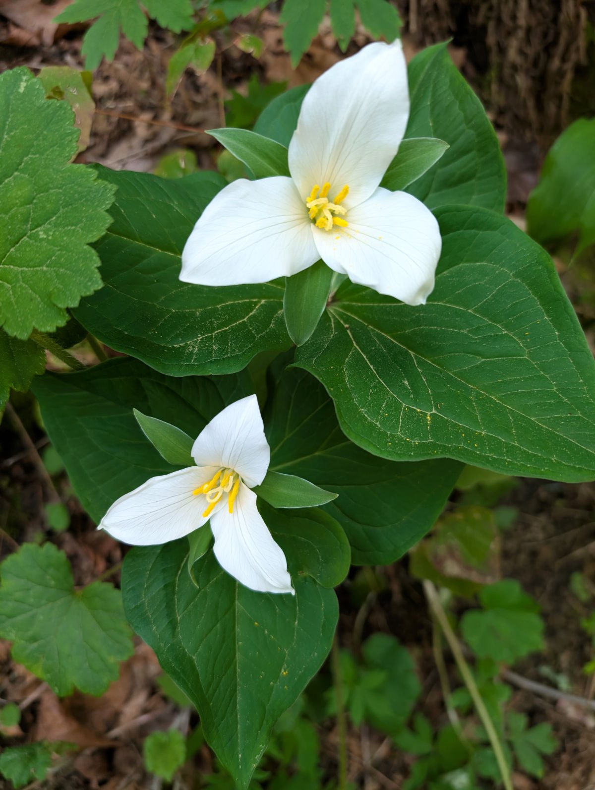 Two bright white Pacific Trillium shine against their deep green leaves.