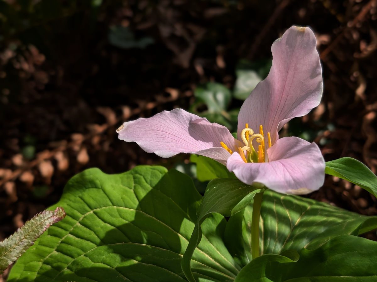 A large Pacific Trillium of the palest pink stands out against its green leaves and the shaded forest.
