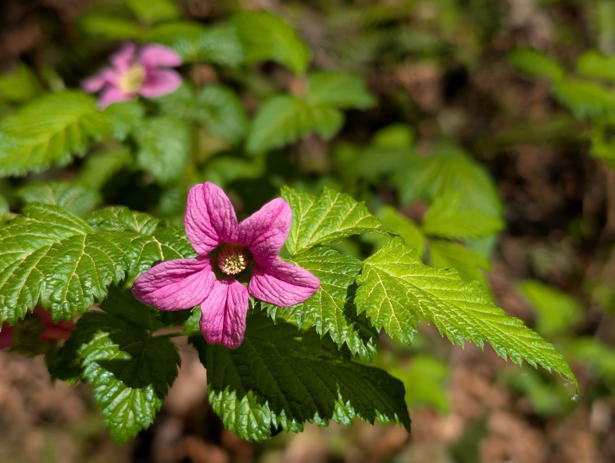 A hot pink Salmon Berry flower on lime green leaves in full sunlight