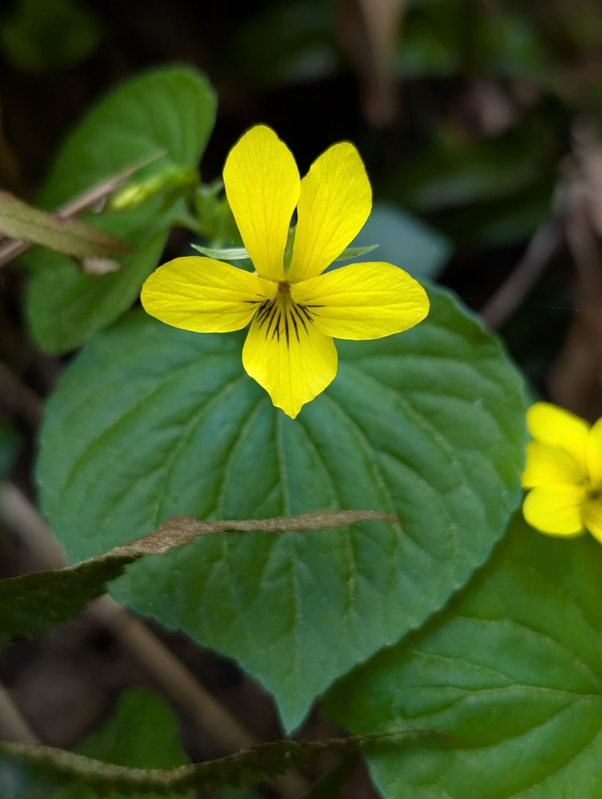 A bright yellow stream violet with five yellow petals brushed with a few deep purple stripes at its center