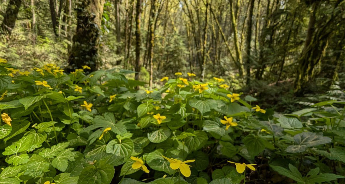 Spring Wildflowers on Our Favorite Forest Park Loop