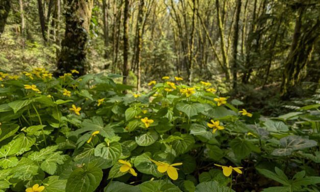 Spring Wildflowers on Our Favorite Forest Park Loop