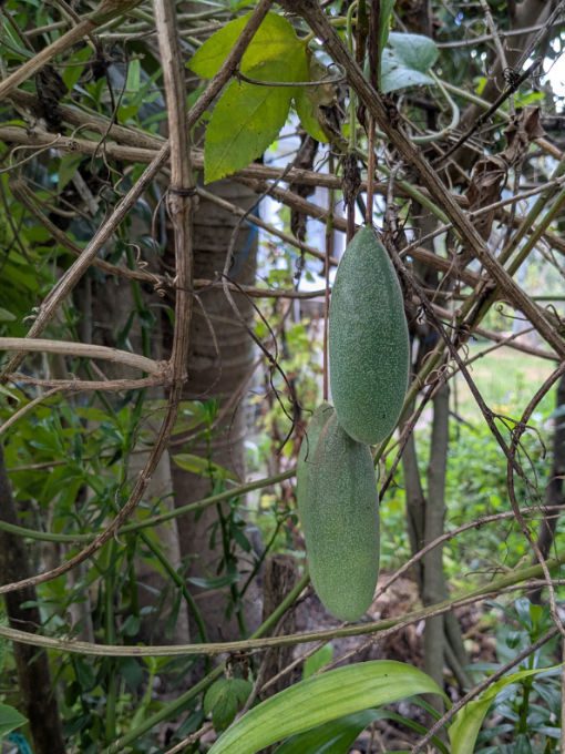 Slender green fruits, unripe taxo, hang from their vines in the garden