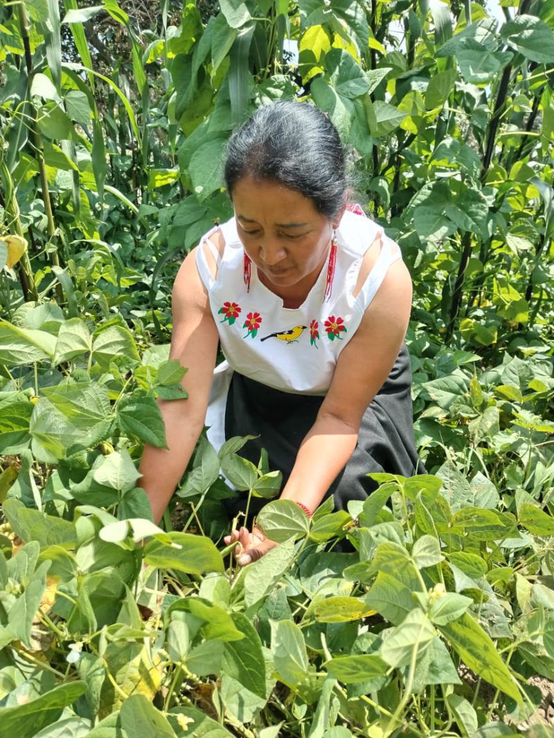 Maribel Quija harvesting seeds
