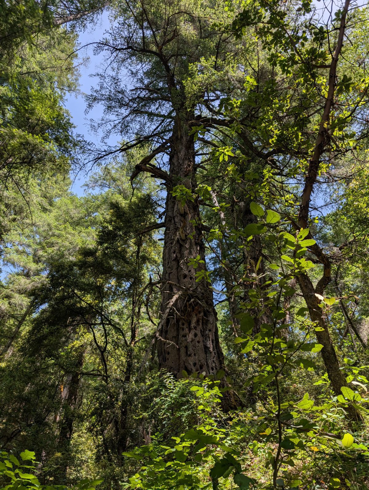 A lone Doug Fir with dozens of woodpecker holes in its trunk, stands among smaller trees.